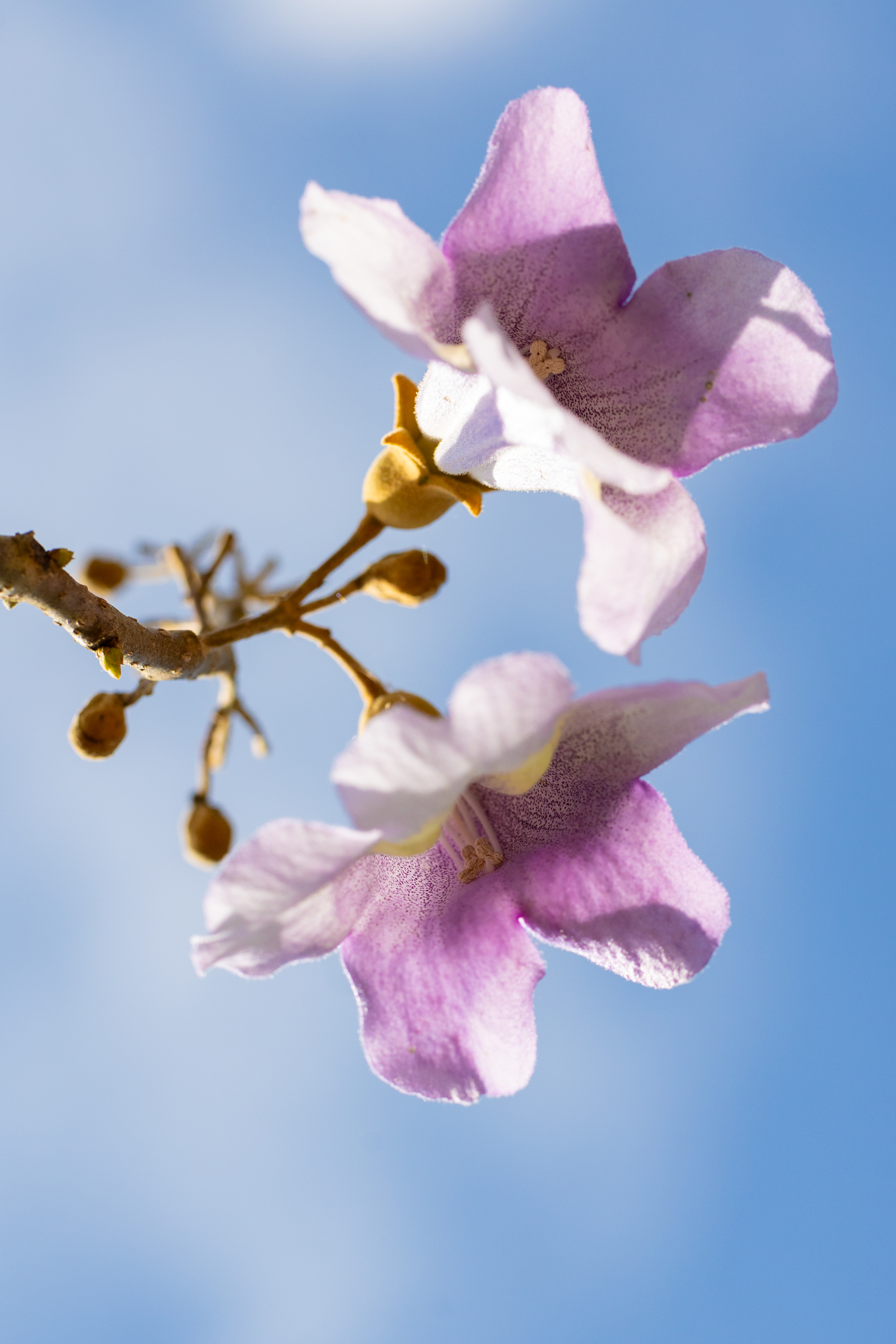 Paulownia tomentosa Unikat